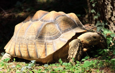 Fototapeta premium Tartaruga