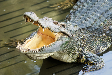 crocodile