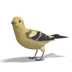Female Goldfinch. 3D rendering with clipping path and shadow ov