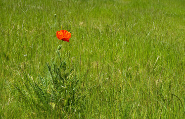 Naklejka premium Mohn - zarte Blume
