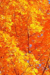 Autum Colors of Sugar Maple Tree
