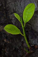 A growing tree