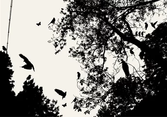 Afwasbaar Fotobehang Vogels in boom boom en vogel