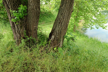 alberi 976
