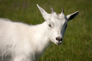 Obraz premium Goat animal