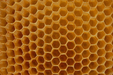 Plaster pszczeli