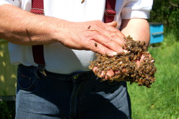 Pszczelarz i jego pszczoły