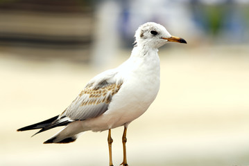 seagull