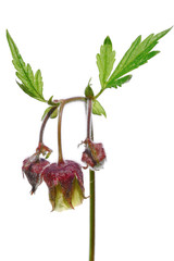 Water Avens isolated on white background