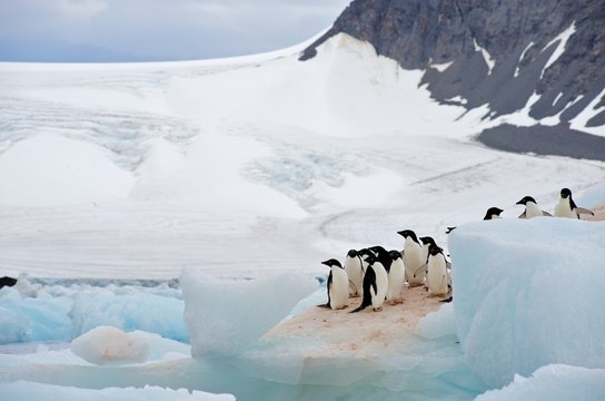 A group of Ad&eacute;lie Penguin (