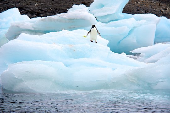 A group of Ad&eacute;lie Penguin (