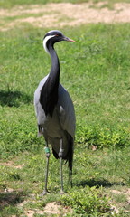 grue demoiselle