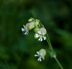 Bladder Campion