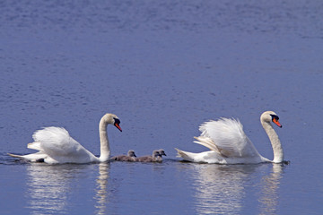 Schwanenfamiliie auf einem See