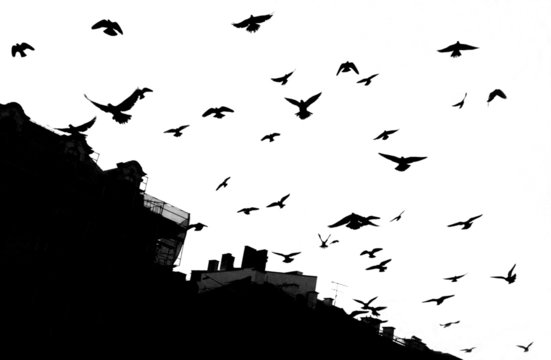 Fototapeta Pigeon in Krakow (black/white)