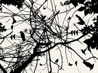 Peel and stick wall murals Birds on tree tree