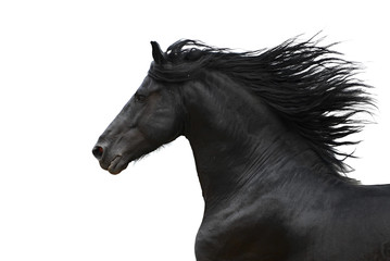 Fototapeta na wymiar Portret galopującego konia fryzyjskiego