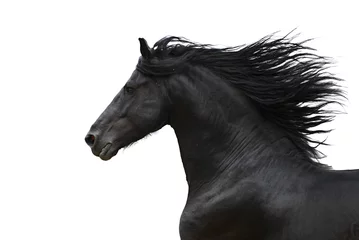 Crédence de cuisine en verre imprimé Léquitation Portrait of galloping frisian horse