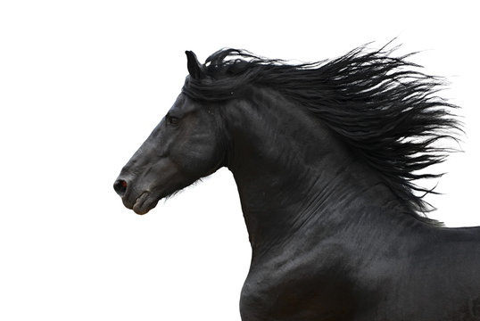 Portrait of galloping frisian horse