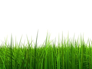 Obraz premium High resolution 3d green grass isolated on a white