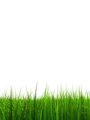 Fototapeta na wymiar High resolution 3d green grass isolated on a white