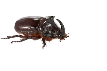 Rhinoceros beetle