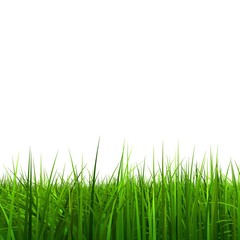 High resolution 3d green grass isolated on a white