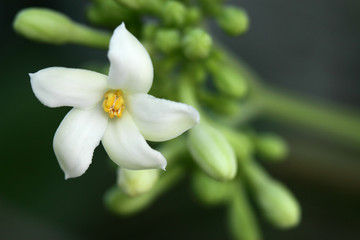 Fototapeta na wymiar White Flower Papaya