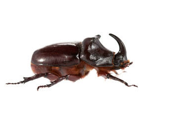 Rhinoceros beetle