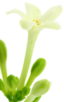 fleur de papayer, fond blanc