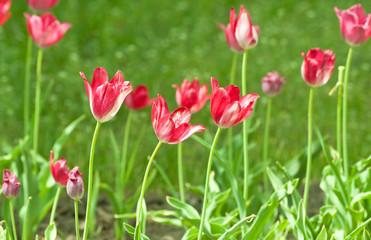 Obraz premium Tulipany