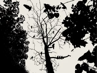 Papier Peint photo Lavable Oiseaux sur arbre arbre