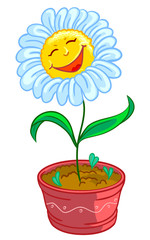 Chamomile in pot
