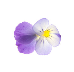pansy over white background