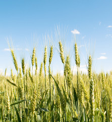 Obraz premium Wheat