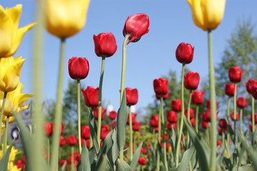 Fototapeta premium tulip