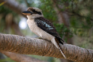 Kookaburra Lachender Hans