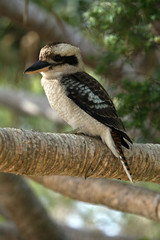 Kookaburra Lachender Hans