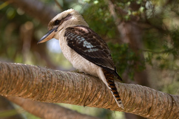 Kookaburra Lachender Hans