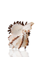 Sea Shell