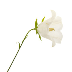 Naklejka na ściany i meble white campanula (bellflower), isolated on white