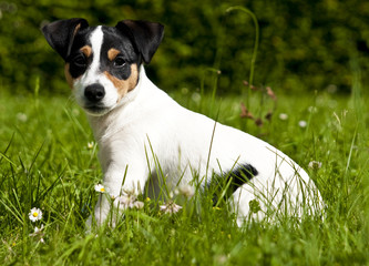 JackRussel11