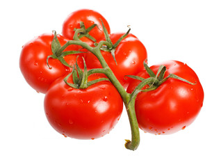 fresh tomatoes on the white background