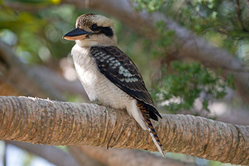Kookaburra Lachender Hans