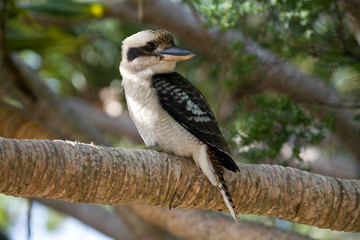 Kookaburra Lachender Hans