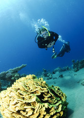 leaf coral and scuba diver