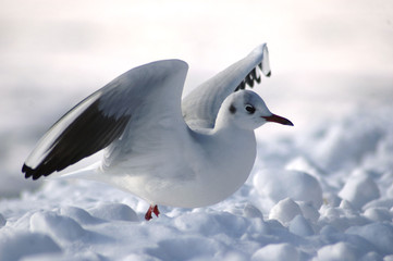 Schnee in Eckernf&ouml;rde