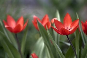 Red tulips field