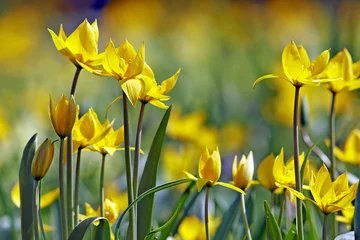 Papier Peint photo Tulipe Field with Yellow wide tulips