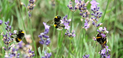 Bees on Lavender